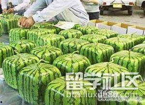 吃瓜资讯